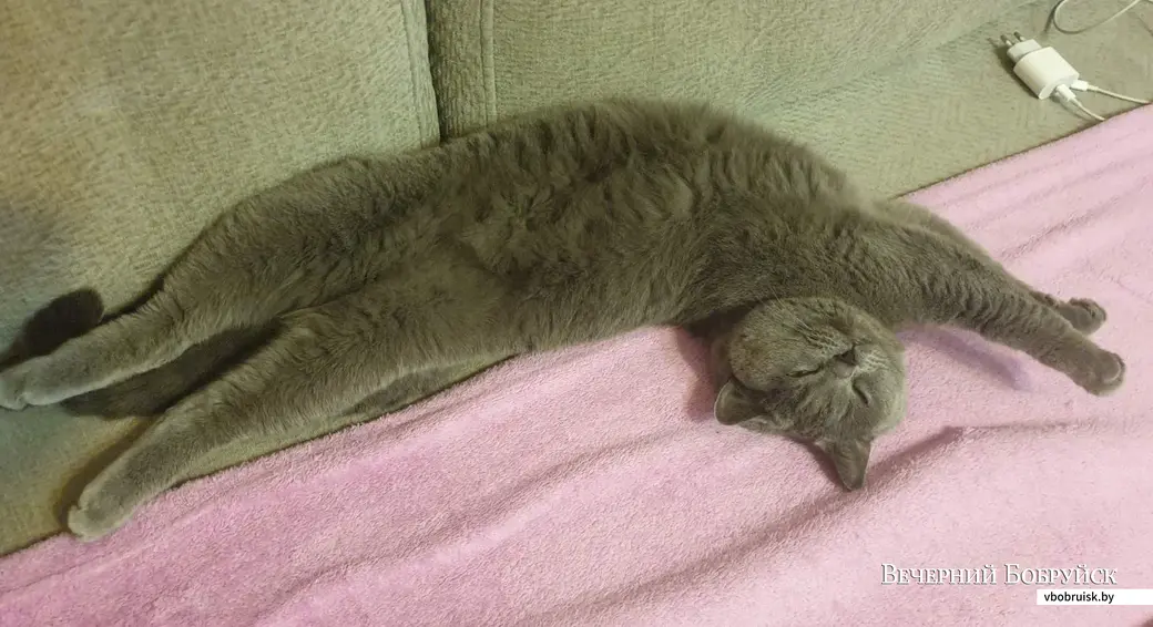 Боня