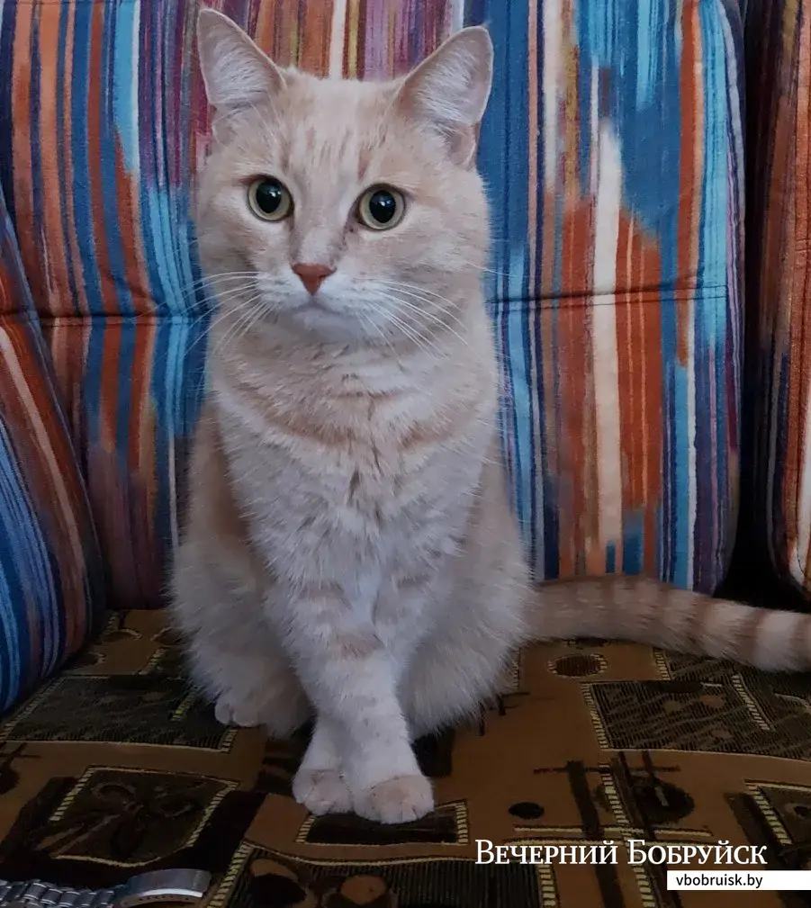Кот Тоша