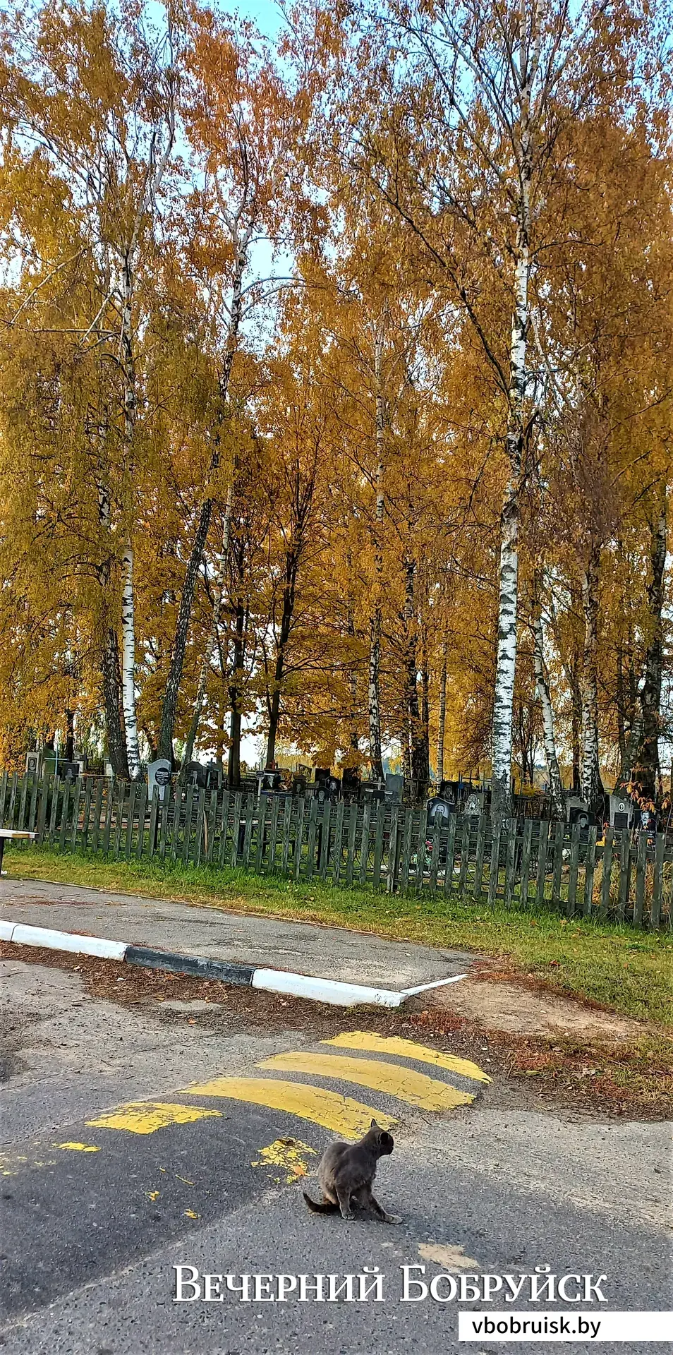 У Старопашковского кладбища (у пешеходной зебры) меня встретил какой-то необычный кот. Проводил практически до места упокоения Саши Гайдука, а потом вдруг неожиданно