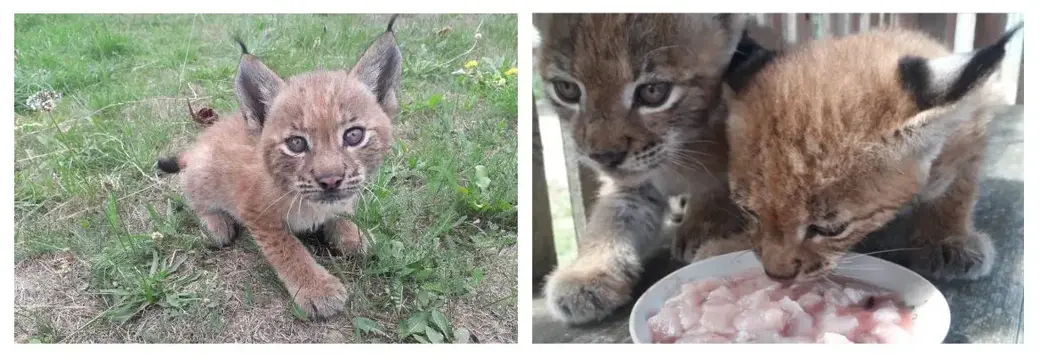 Ну чем не котенок? Но это рысь.