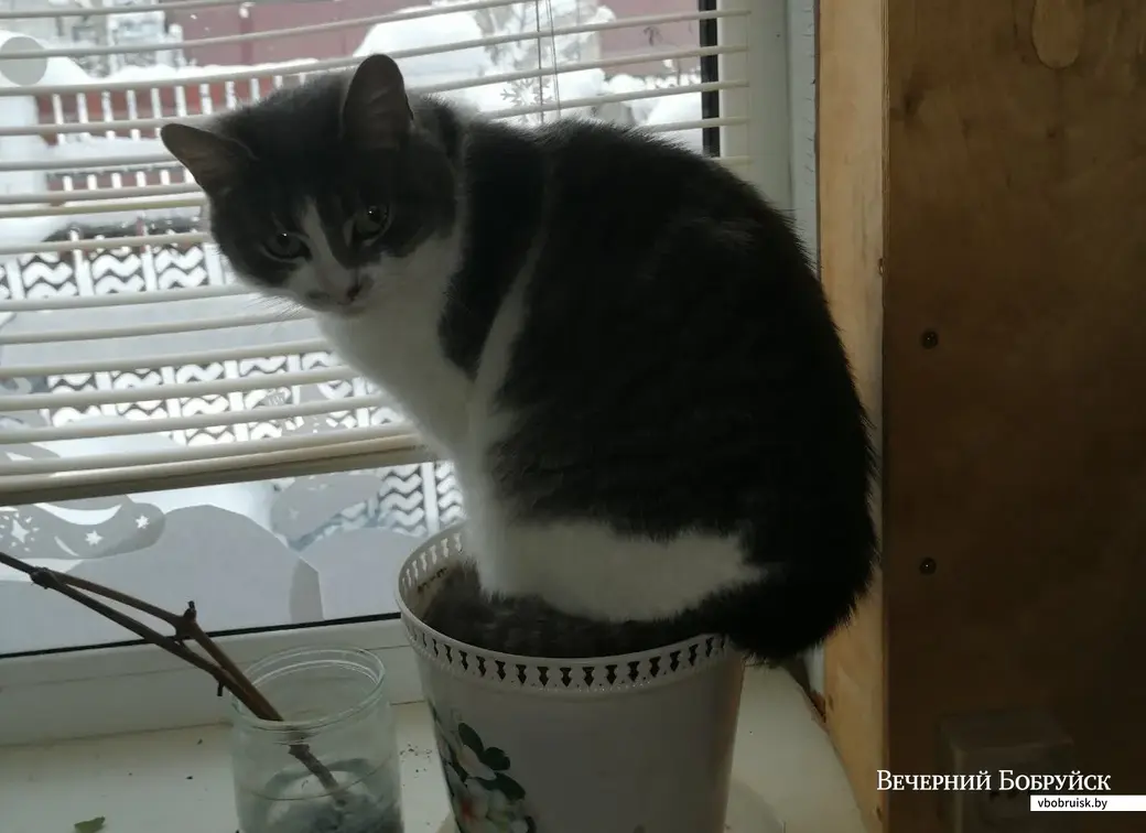 Молли