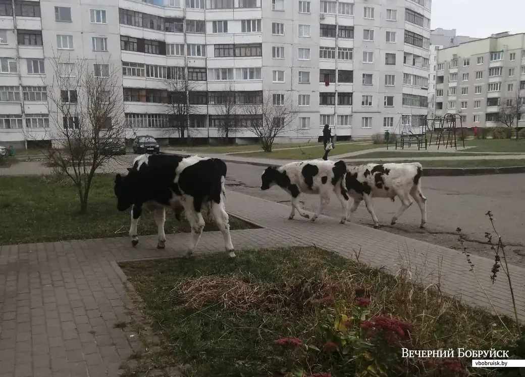 Бобруйск, 10 ноября 2021 год. Во дворе дома №20 по улице Шинной.