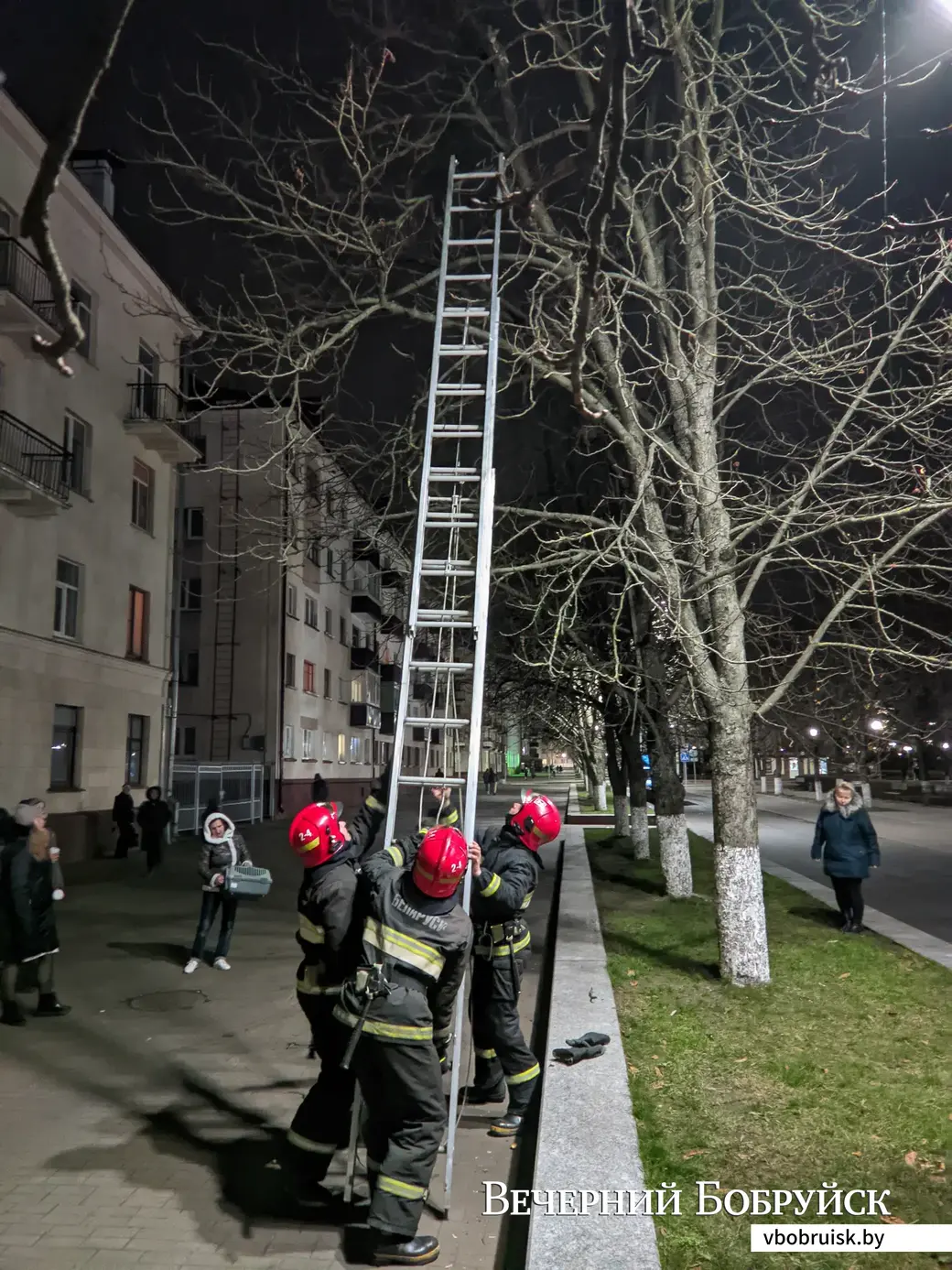 15.11.2021. Бобруйск. Спасатели ПАСЧ-4 выехали по вызову, чтобы снять котенка с дерева