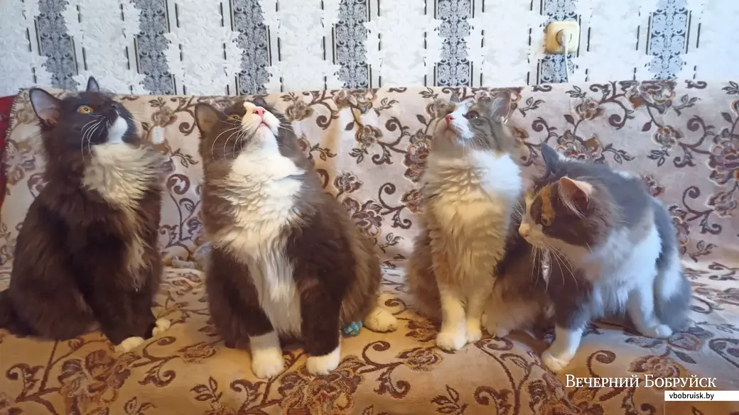 Питомцы Сергея Кудлача.