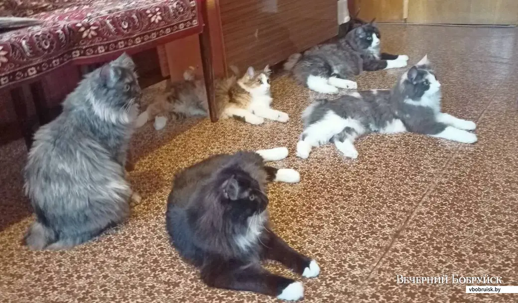 Питомцы Сергея Кудлача.