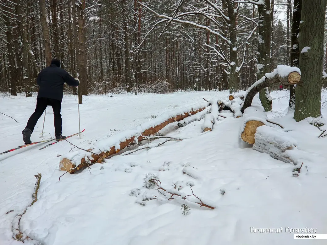 23.01.2022, Бобруйск. Лыжная трасса в лесопарковой зоне у санатория «Шинник»
