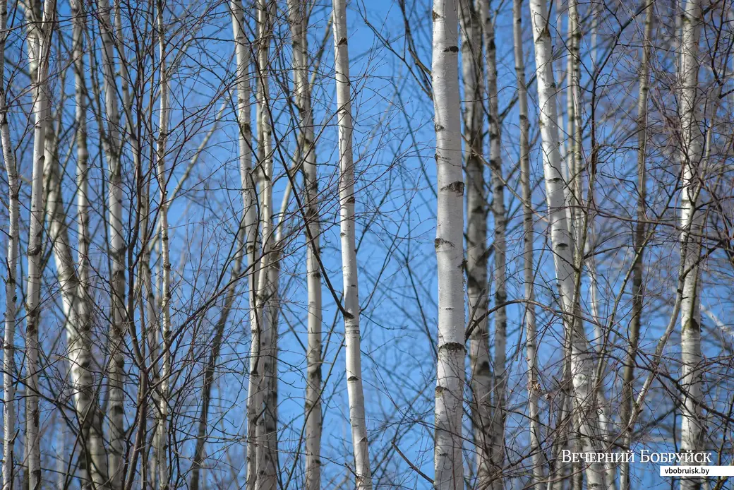 28.03.2022. Слободковский сельский Совет. Дедново. Пойма Бобруйки. Жедезнодорожная ветка на Рабкор