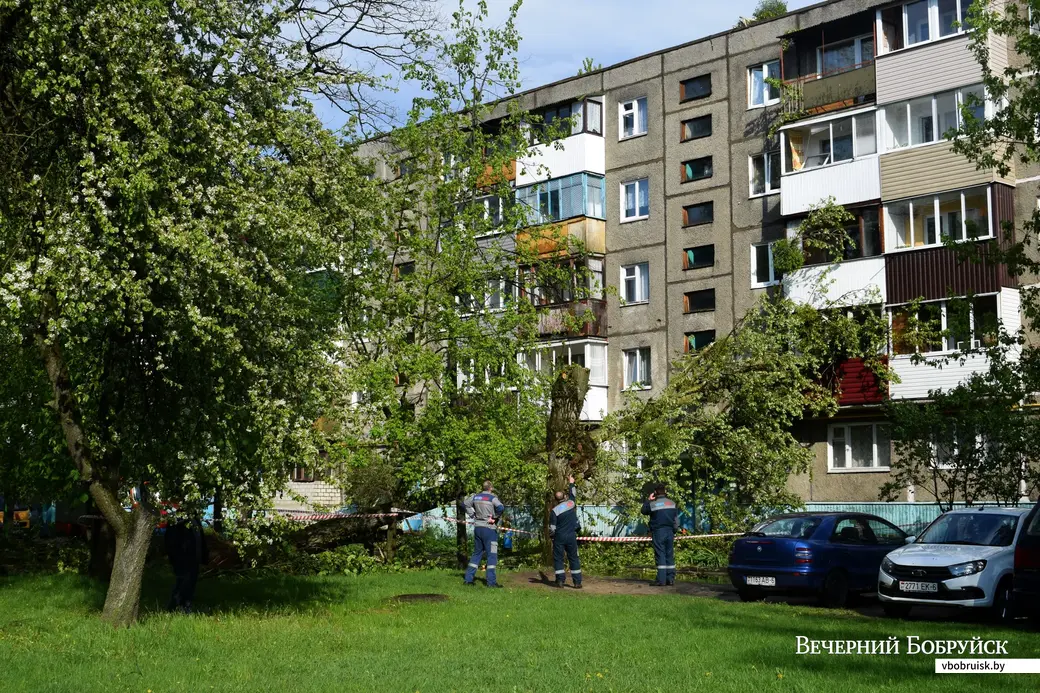 12.05.2022,Бобруйск. Дерево упало на жилой дом (ул. Минская, 93)