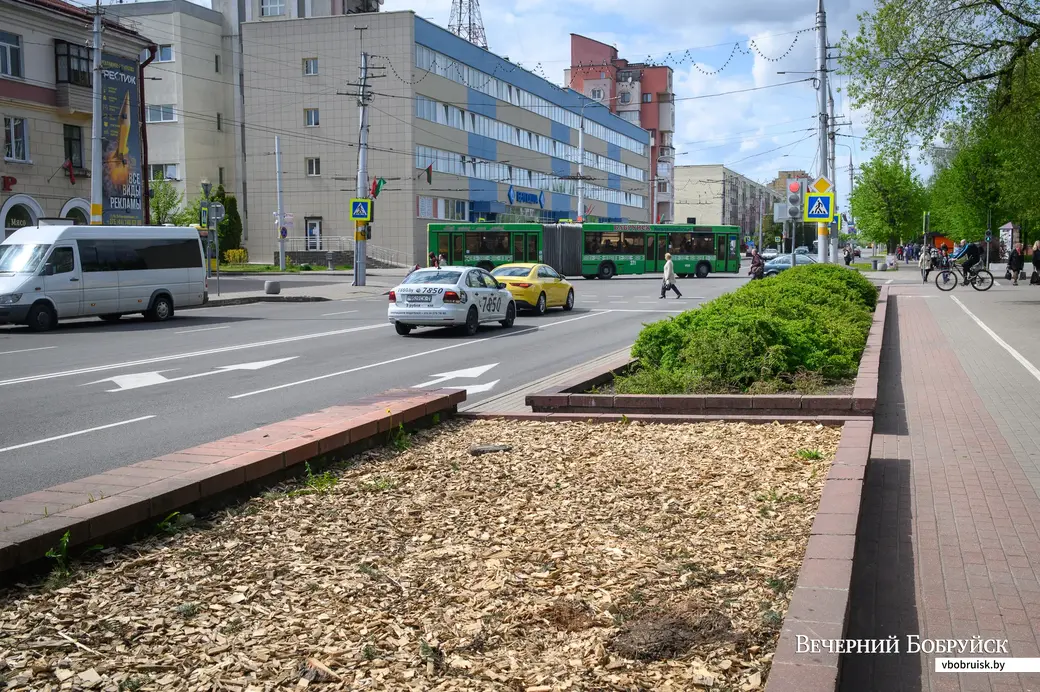 13.05.2022. Бобруйск. Коммунальные службы спилили ели в сквере