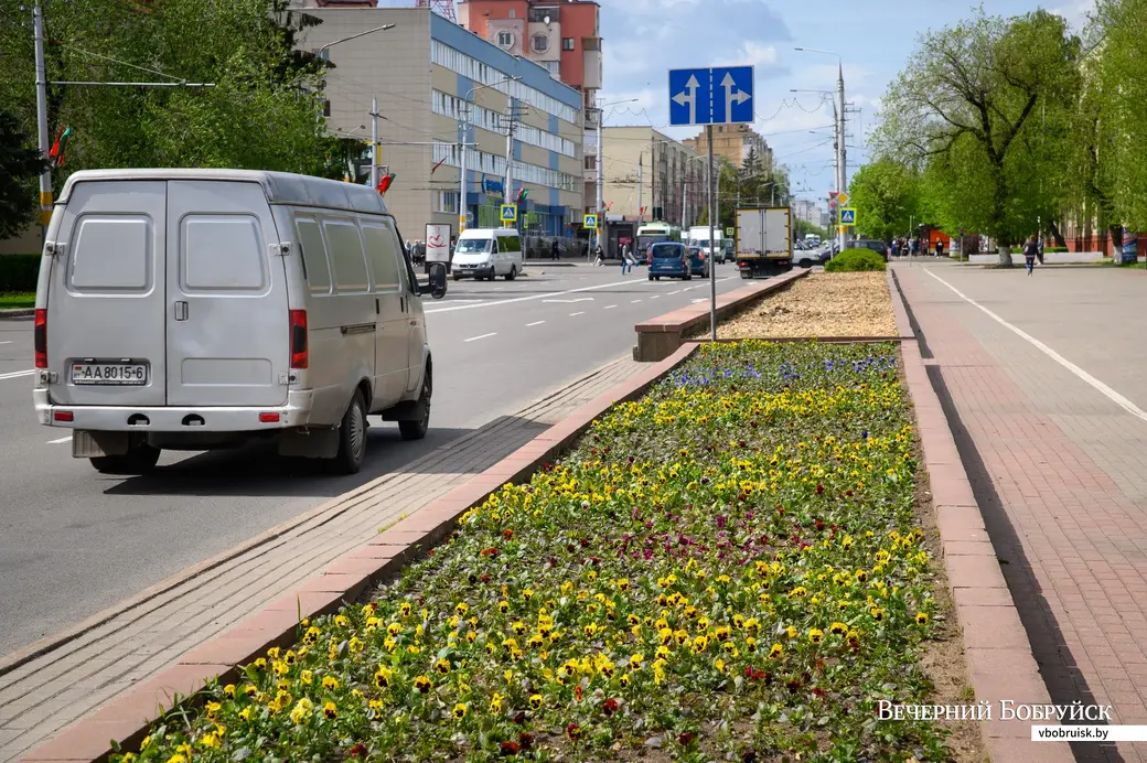 13.05.2022. Бобруйск. Коммунальные службы спилили ели в сквере