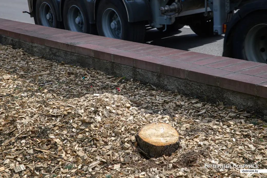 13.05.2022. Бобруйск. Коммунальные службы спилили ели в сквере