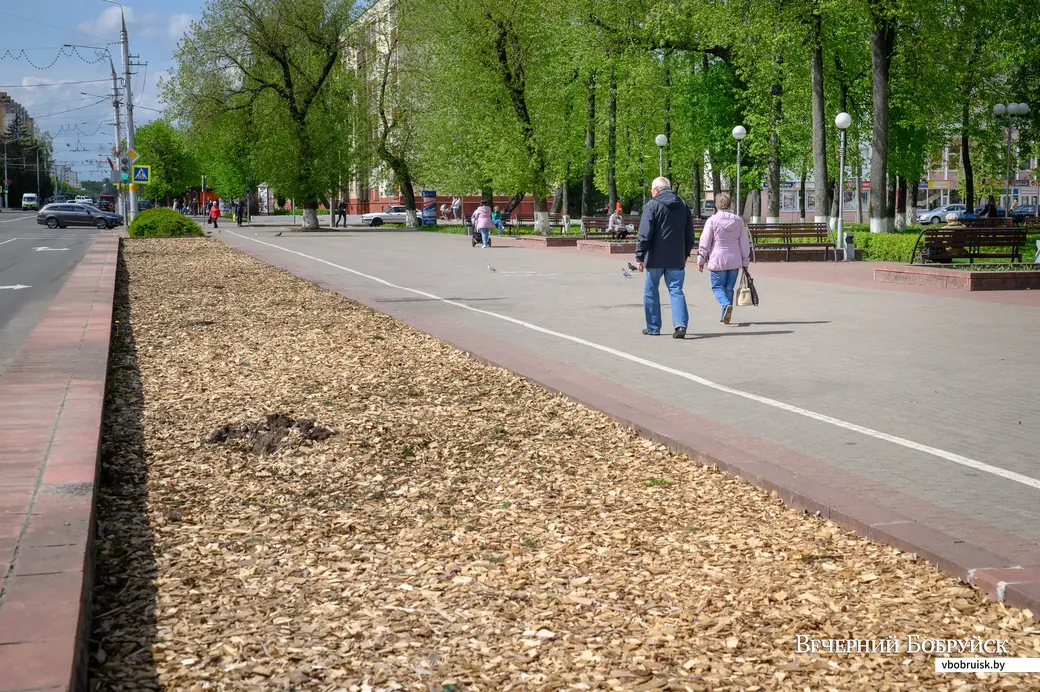 13.05.2022. Бобруйск. Коммунальные службы спилили ели в сквере