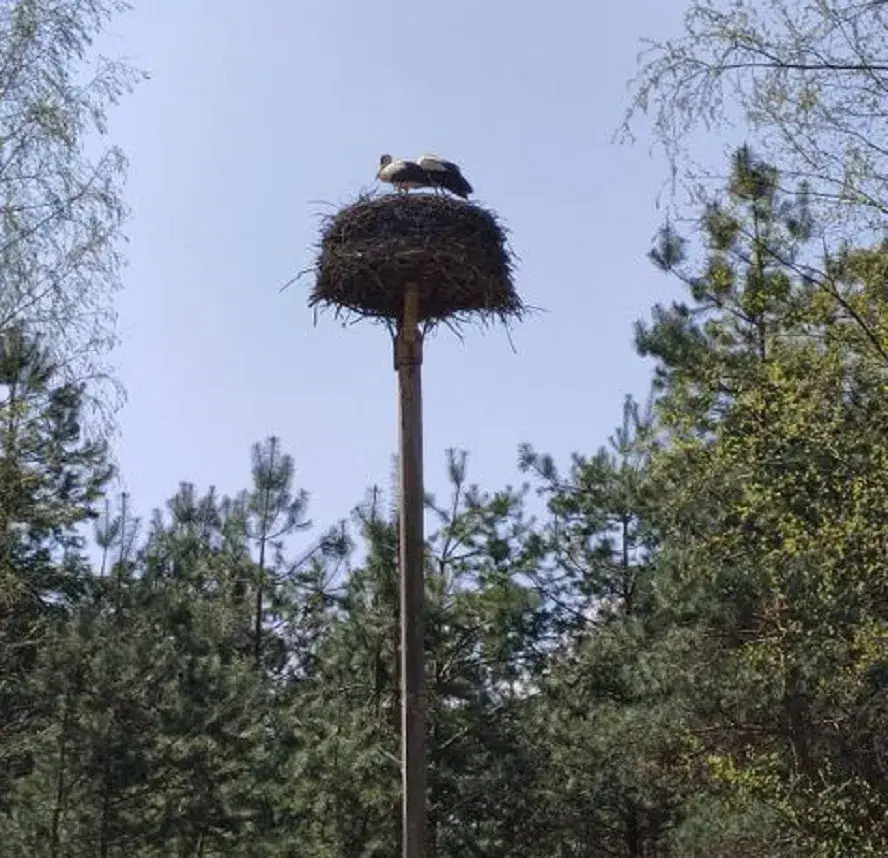 Аисты в гнезде.