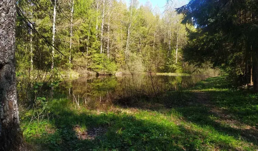 Водоем, расположенном за домом, где утонула девочка.