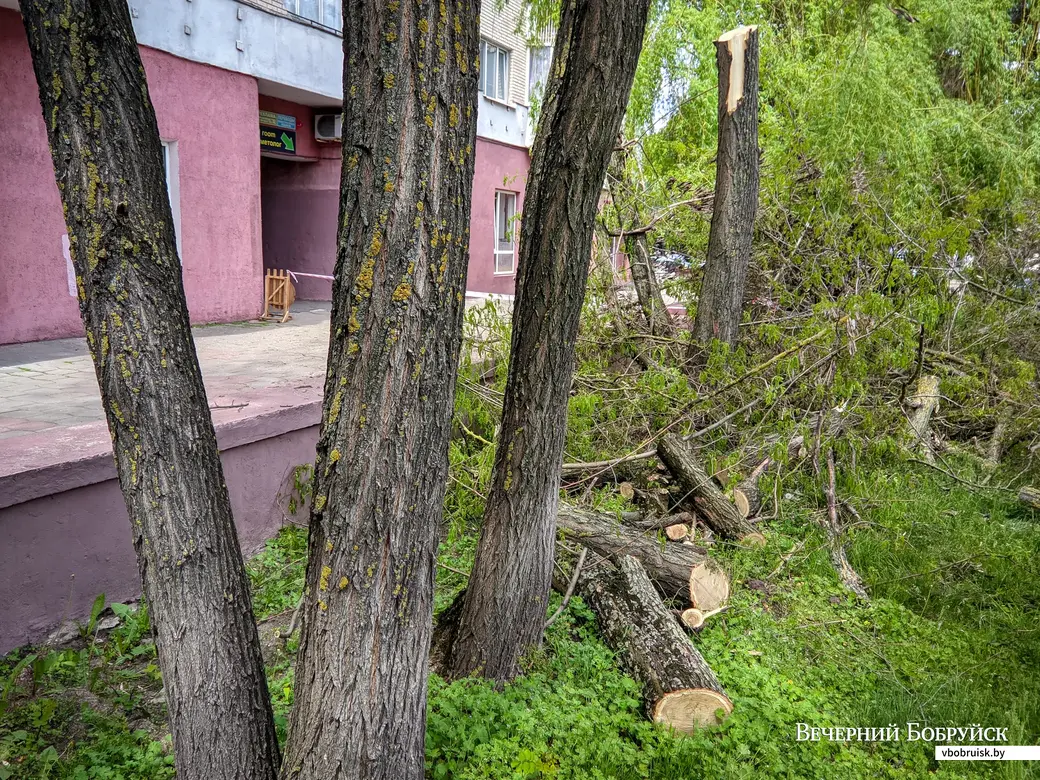 25.05.2022. Бобруйск. Инвазивные виды деревьев (робинии лжеакации и клен ясенелистный) в сквере воинов-интернационалистов