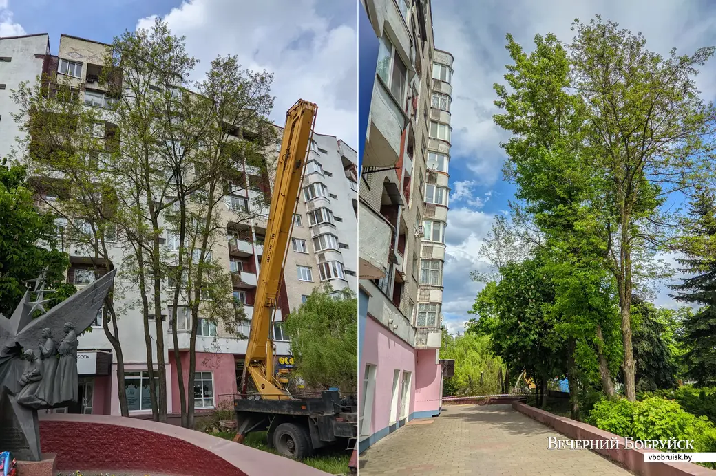 25.05.2022. Бобруйск. Инвазивные виды деревьев (робинии лжеакации и клен ясенелистный) в сквере воинов-интернационалистов