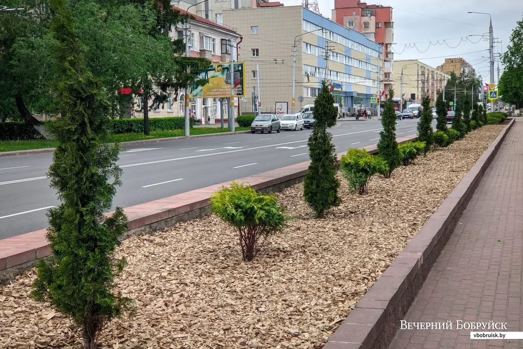 27.05.2022. Бобруйск. Декоративные туи высадили на клумбе в сквере Трудовой Славы на улице Минской