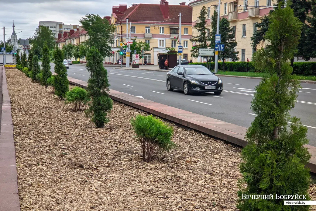 27.05.2022. Бобруйск. Декоративные туи высадили на клумбе в сквере Трудовой Славы на улице Минской