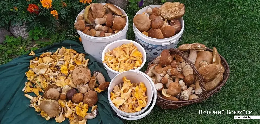 Грибной