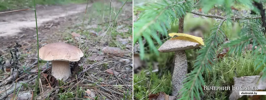 Грибной улов Владимира Мартынюка из Минска.