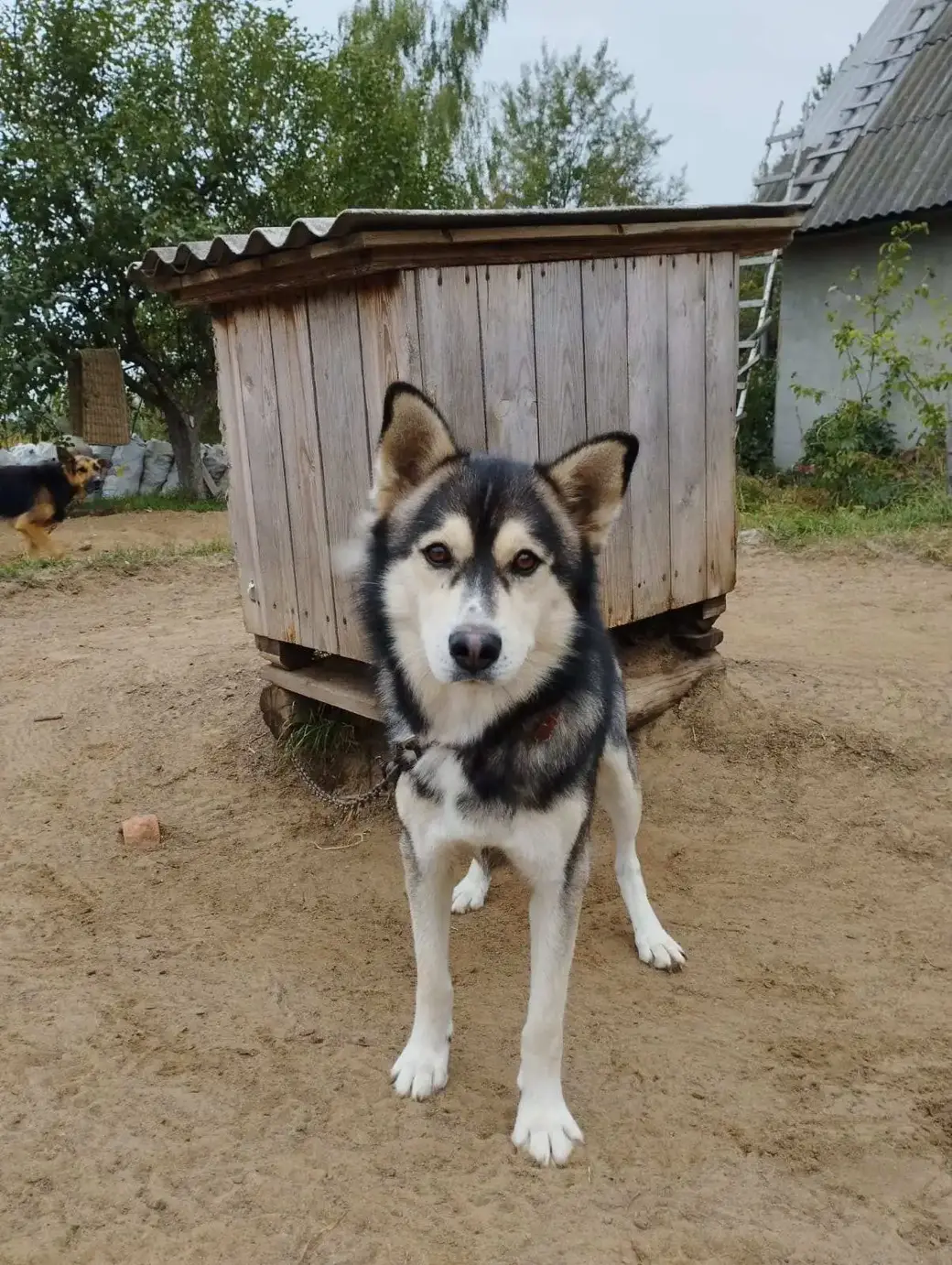 Один из воспитанников приюта, который сегодня ищет дом. Фото предоставлено приютом «Добродетель».