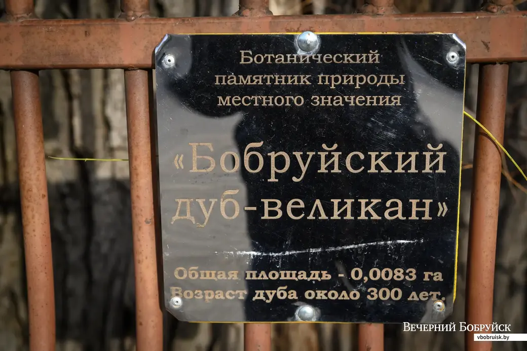 09.11.2022. Бабруйскі дуб-волат на вуліцы Гогаля