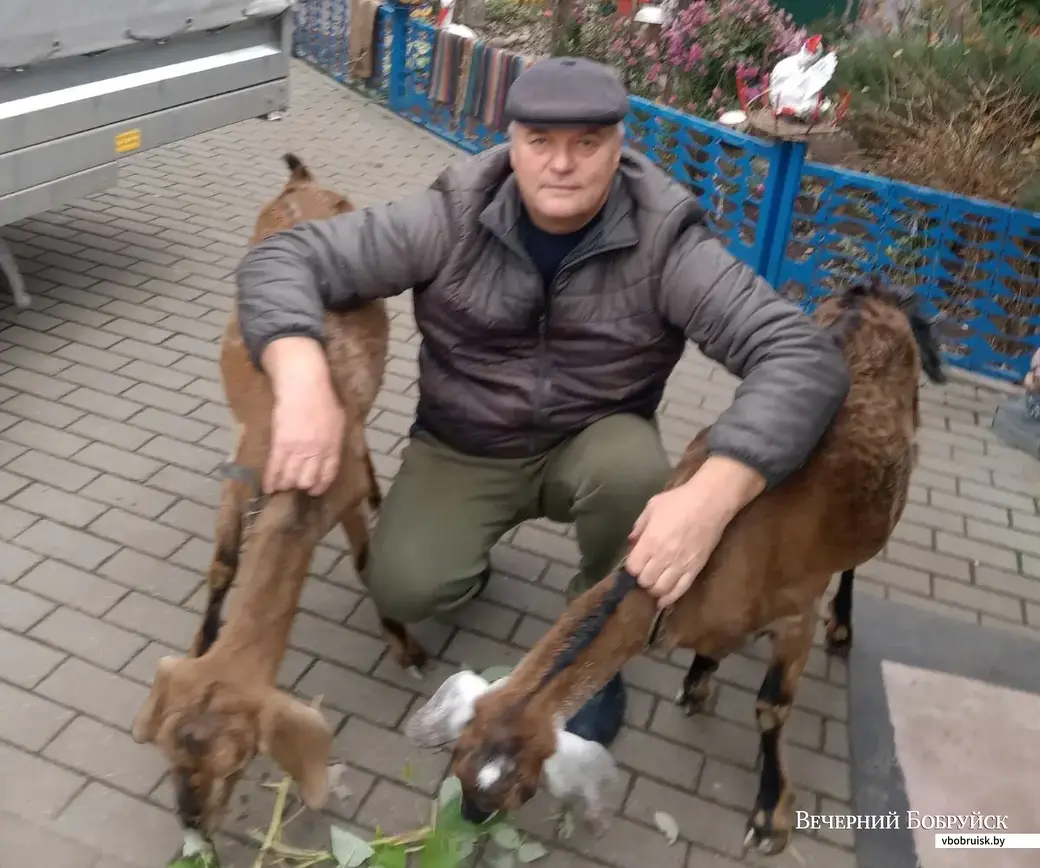 Юрий Алферчик со своими козочками.