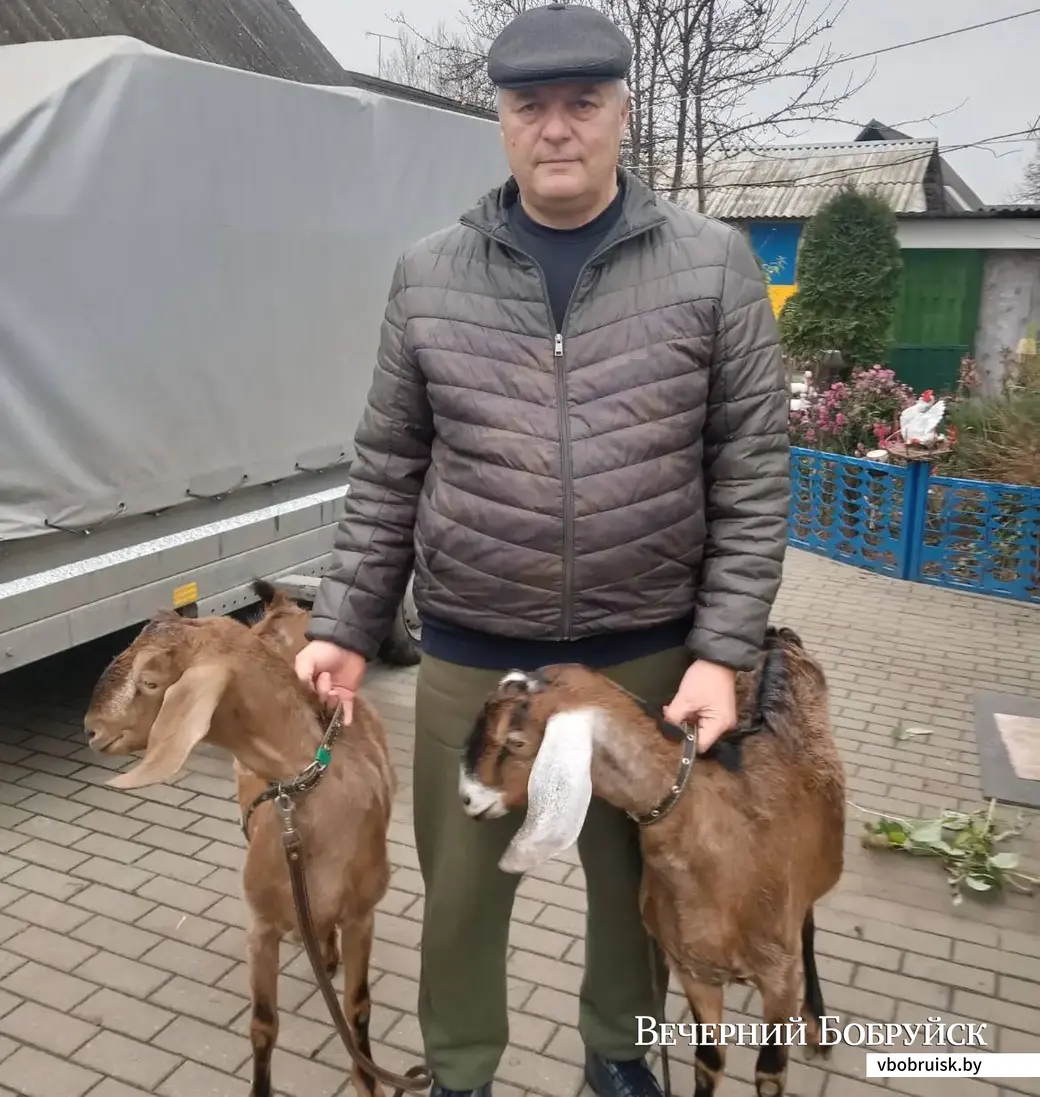 Юрий Алферчик со своими козочками.