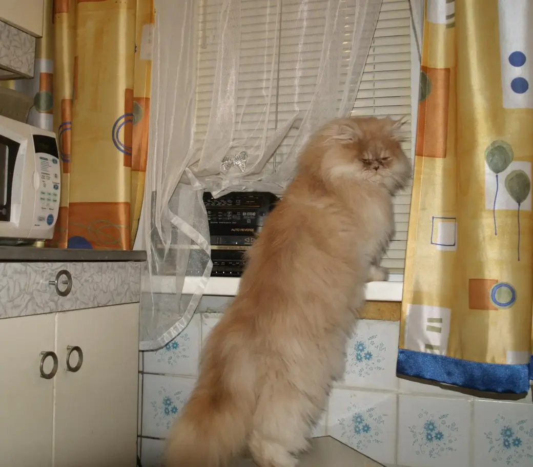 «Жду тебя, хозяин, жду… Где мой Kitekat?». Фото из социальных сетей.