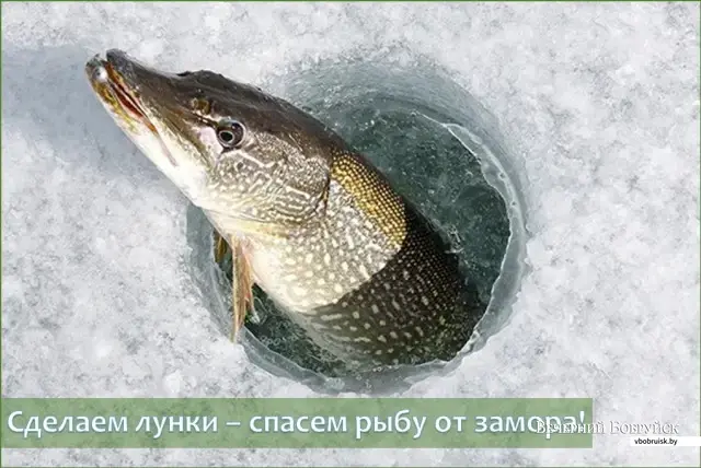Проруби следует располагать в центре водоема и по его периметру, где глубина непромерзающего слоя составляет 50 – 60 см.