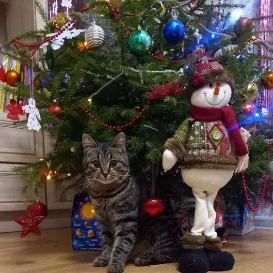 Под елочкой кот Тимофей. Фото Светланы Крихун.
