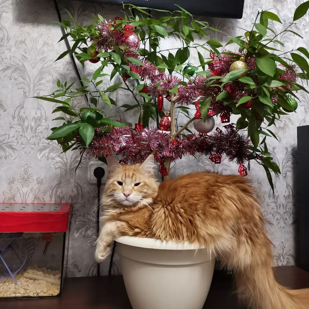 Мейн-кун Фокси на фоне новогоднего лимона. Фото Юлии Падуты.
