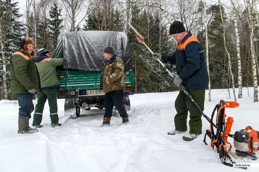 12.01.2023. Бобруйск. Заготовка шишек сосны обыкновенной на семена в Городецком лесничестве Бобруйского лесхоза