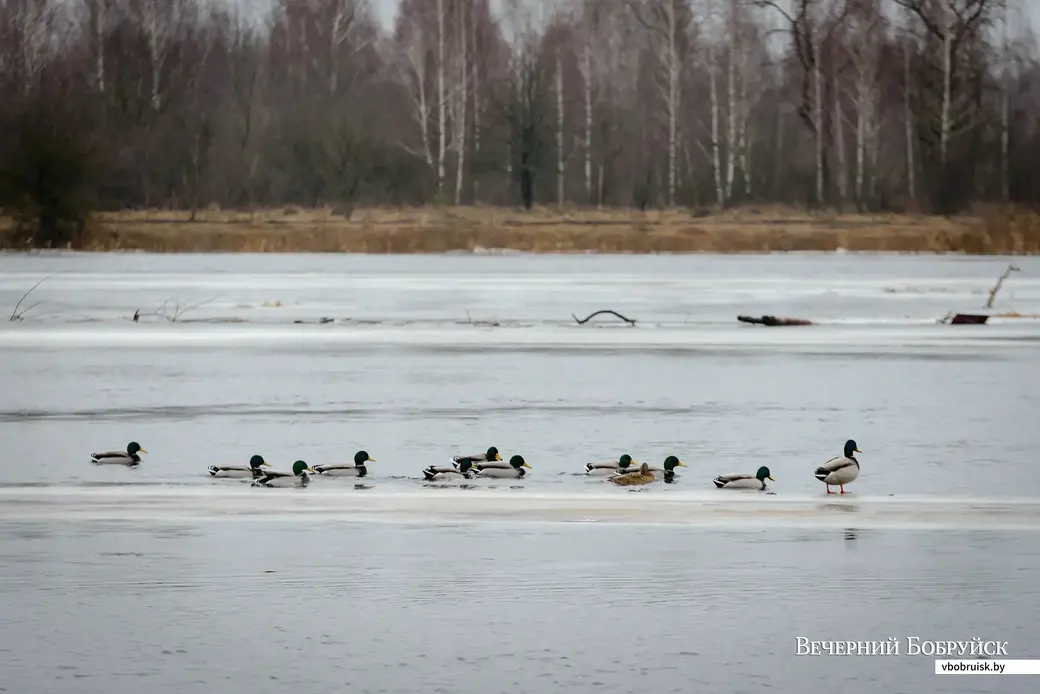 21.01.2023. Бобруйск. Пляж сатория им. В.И.Ленина. Уровень воды в реке достиг 250 см над уровнем гидропоста. В низинах подтоплены берега и огороды на улице Береговой.