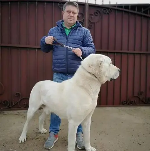 Николай Петруша со своим алабаем.