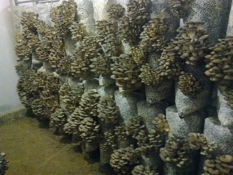 Так растут вешенки в грибных блоках.