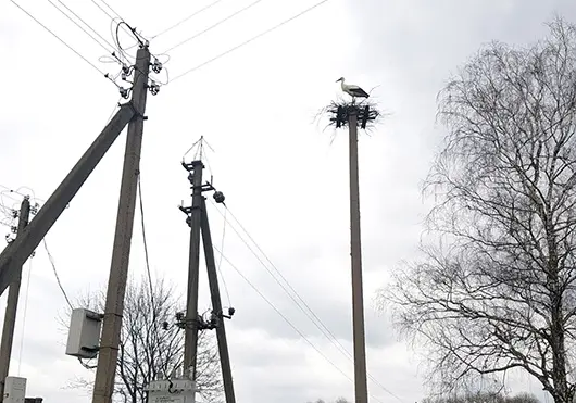 В Глусском районе аист несколько раз лишал деревню электричества, строя гнездо на линии. Настойчивой птице поставили