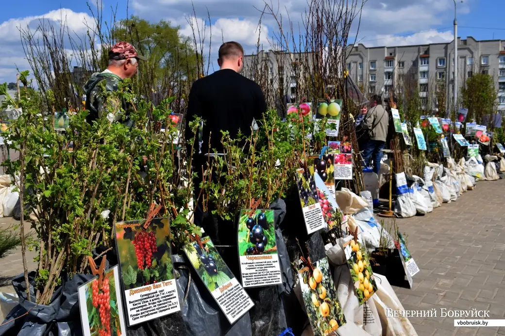 26.04.23, Бобруйский кирмаш. Поречка, смородина, яблони и другое