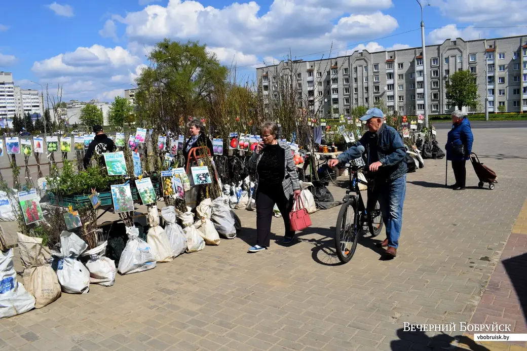 26.04.23, Бобруйский кирмаш. Саженцы