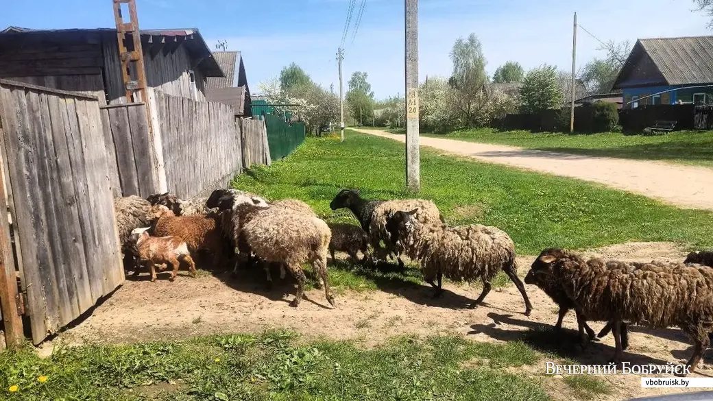 Личное подсобное хозяйство Имановых в деревне Михалево-1 под Бобруйском.