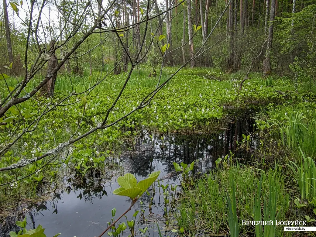 07.05.2023. Экологическая тропа "Царь-сосна", Р128, Озераны, Озеранский сельский Совет, Житковичский район, Гомельская область, Беларусь. Велопоход «К морю Геродота. На