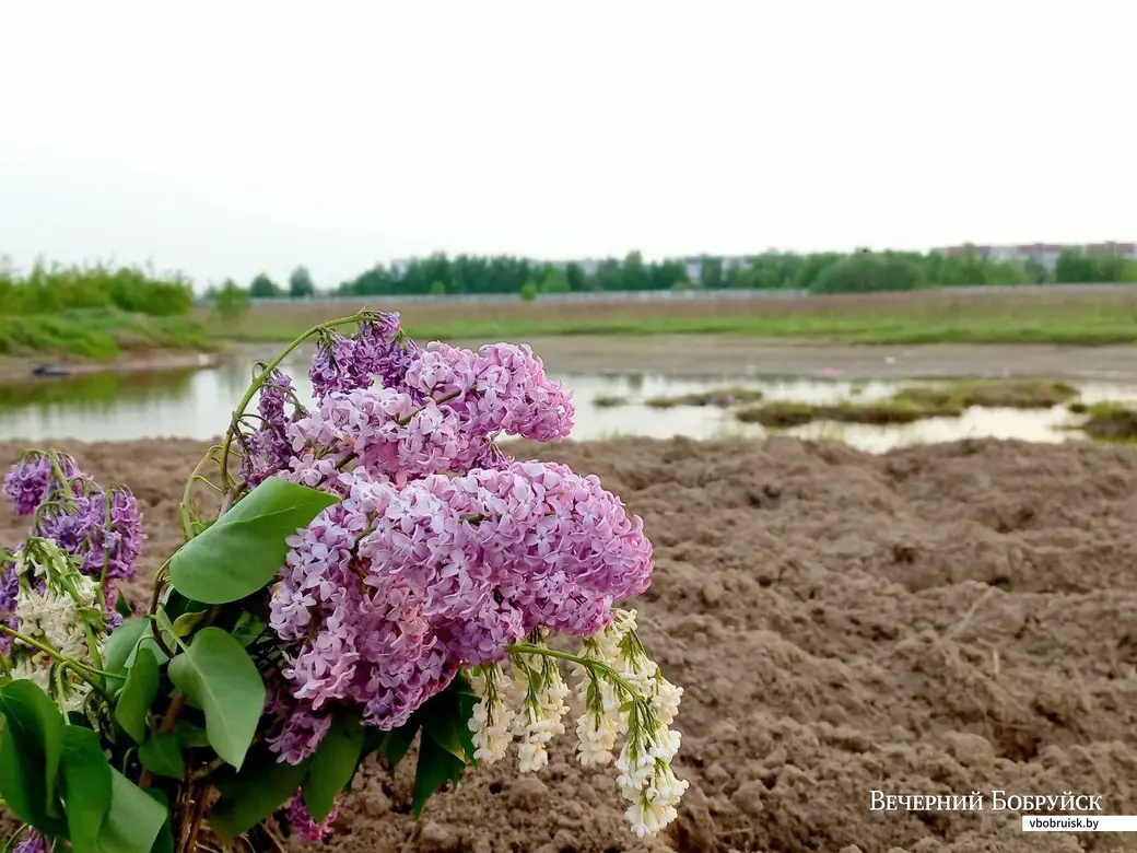 15.05.2023, Бобруйск, седьмой микрорайон. Необычная деталь пейзажа на конечной остановке троллейбуса.