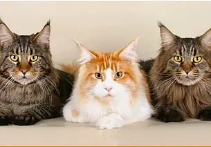 Выставка кошек