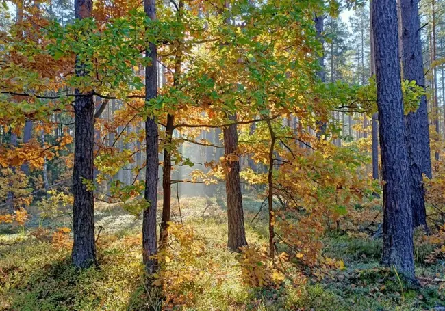 В Бобруйском районе снова введен запрет на посещение лесов