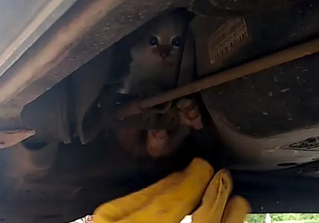 Как бобруйские девчонки котят из-под машин доставали
