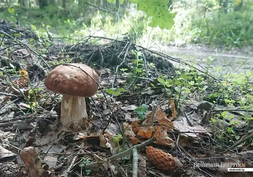 Фото Ольги Лавицкой из Бобруйска.