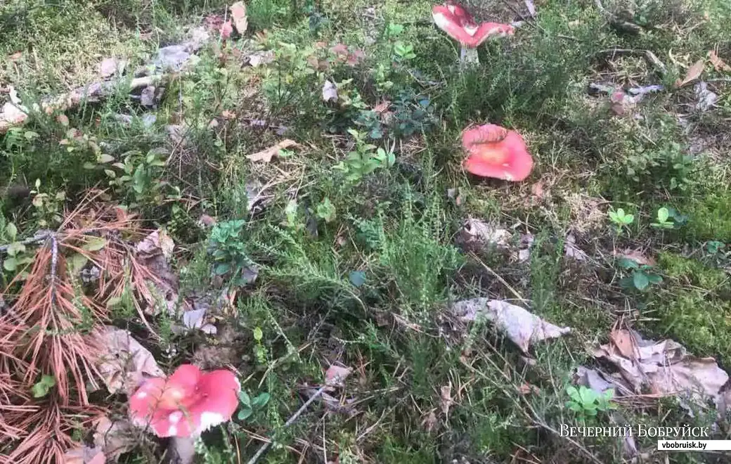 Фото Евгения Прокопчика из Бобруйска.