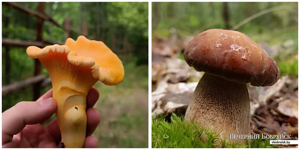 Фото Алексея Шелега из Бобруйска.