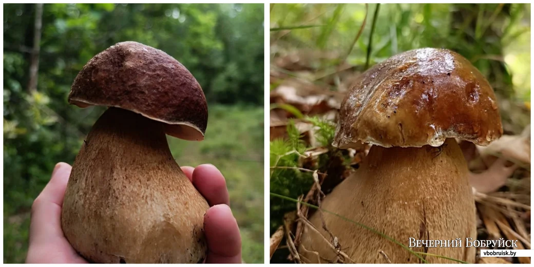 Фото Алексея Шелега из Бобруйска.