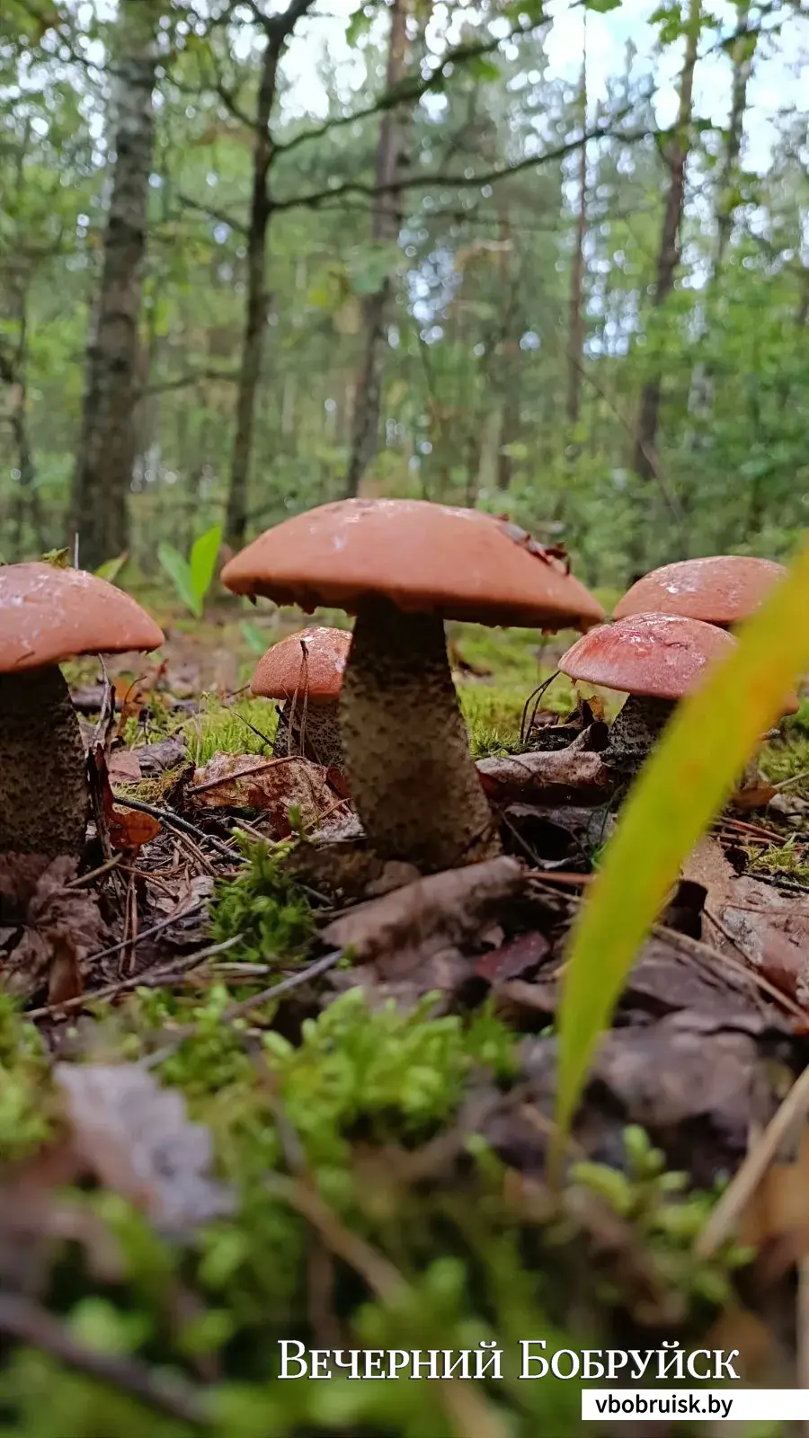 Фото Алексея Шелега из Бобруйска.